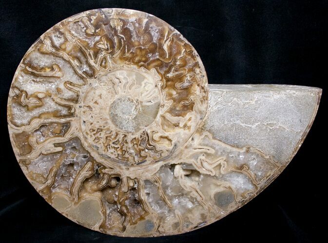 Beautiful Choffaticeras Ammonite - Half #8730